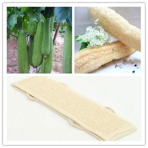 "Cinturón Exfoliante Corporal Natural – Limpieza Profunda para Espalda"